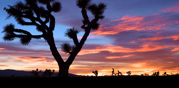 victorville CA joshua tree with sunset in background